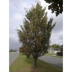 Quercus robur fastigata